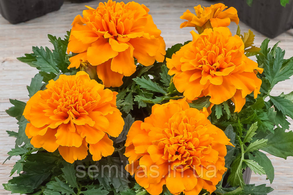 Насіння Чорнобривців Чіка, 1000 шт., оранж, французькі розлогі, фото 1