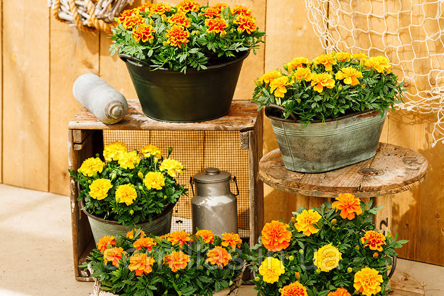 Насіння Чорнобривців Чіка, 1000 шт., суміш, французькі розлогі