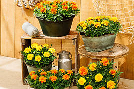 Насіння Чорнобривців Чіка, 1000 шт., суміш, французькі розлогі