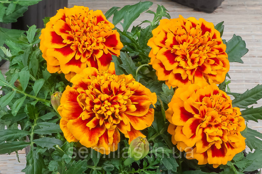 Насіння Чорнобривців Чіка, 1000 шт., флейм, французькі розлогі