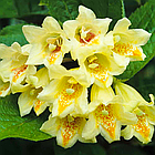 Саджанці Вейгели квітучої Мідддендорфа (Weigela florida Middendorffiana) P9, фото 2