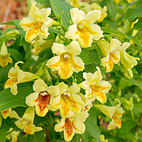 Саджанці Вейгели квітучої Мідддендорфа (Weigela florida Middendorffiana)