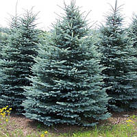 Саджанці Ялини колючої блакитної Кейбаб (Picea pungens Glauca Kaibab) 3-х річна С3