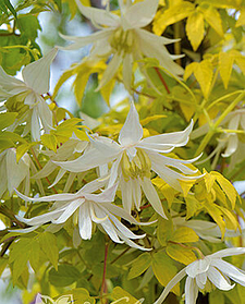 Княжик " Люміноус Голд Сноу " \ Clematis ' Luminous gold snow ' ( саджанці 4 роки С5л )