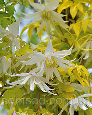 Княжик " Люміноус Голд Сноу " \ Clematis ' Luminous gold snow ' ( саджанці 4 роки С5л ), фото 2