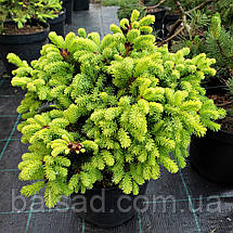 Ялина звичайна Олендорфі / d 40-50 / Picea abies Ohlendorffii, фото 6
