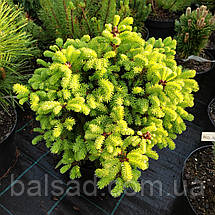 Ялина звичайна Олендорфі / d 40-50 / Picea abies Ohlendorffii, фото 5