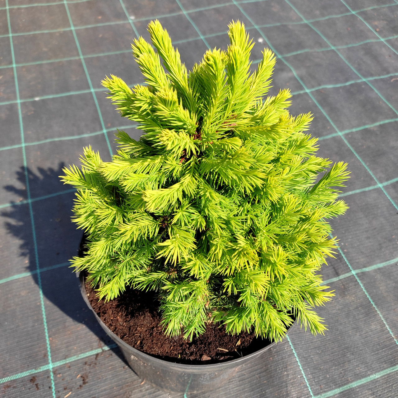 Ялина звичайна Дунданга / С5 / h 20-30 / Picea abies Dundanga - фото 3 - id-p1560464992