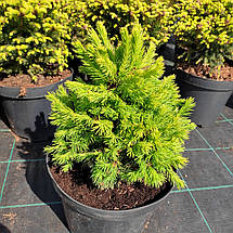 Ялина звичайна Дунданга / С5 / h 20-30 / Picea abies Dundanga, фото 2