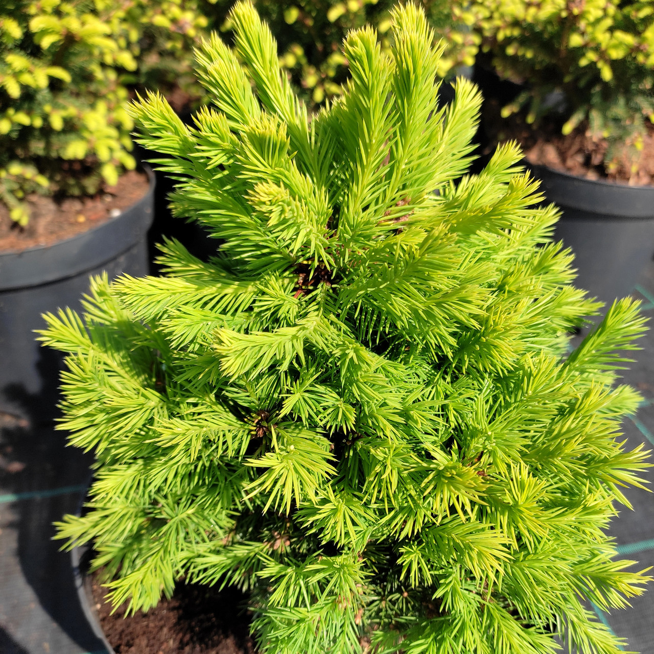 Ялина звичайна Дунданга / С5 / h 20-30 / Picea abies Dundanga - фото 1 - id-p1560464992