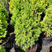 Ялина канадська Коніка / h 50-60 / Picea glauca Conica, фото 4