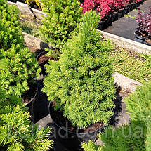 Ялина канадська Коніка / h 50-60 / Picea glauca Conica, фото 5