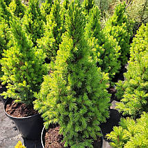 Ялина канадська Коніка / С7,5 / h 50-60 / Picea glauca Conica, фото 2