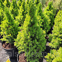 Ялина канадська Коніка / h 50-60 / Picea glauca Conica, фото 3