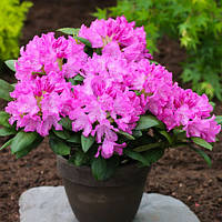 Рододендрон 'Розеум Элеганс' 6 лет Rhododendron 'Roseum Elegans'