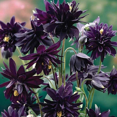 Аквілегія махрова Black Barlow, саджанці/коріння контейнер 0.5, фото 1