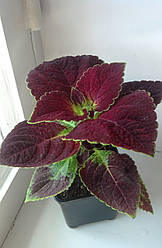 Колеус Kona Red