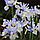 Ірис голандіка Silvery Beauty 7/8, фото 3