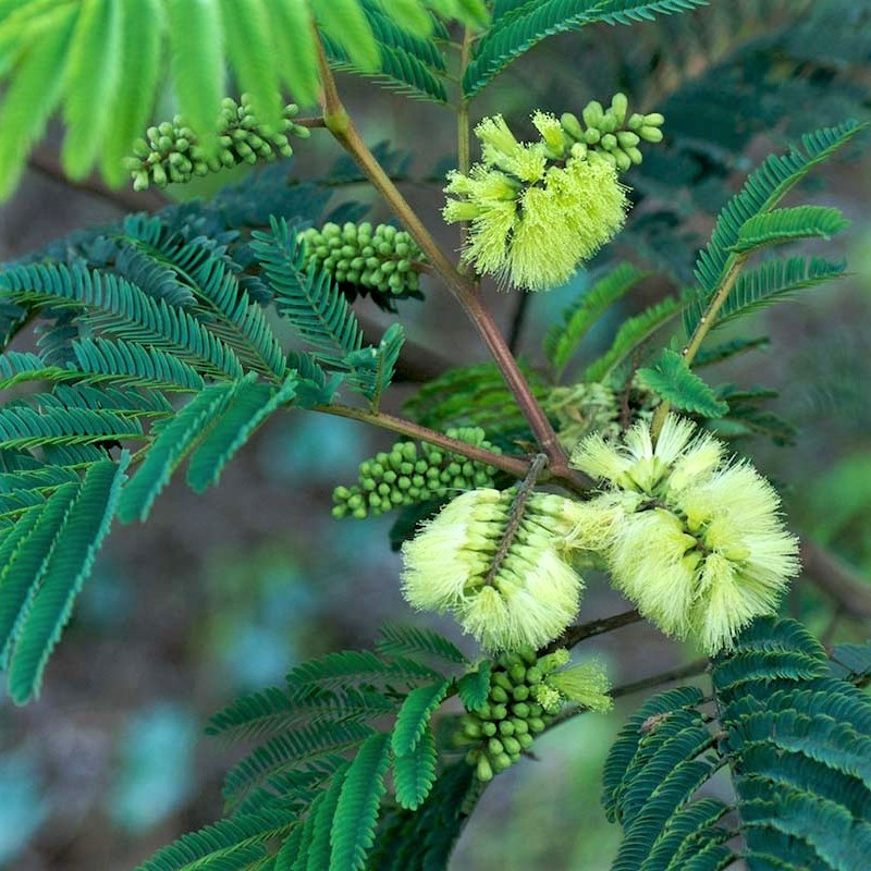 Саджанці Альбіції пучкоквіткової Лофанта (Albizia Lophantha) P9