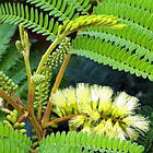 Саджанці Альбіції пучкоквіткової Лофанта (Albizia Lophantha) P9, фото 2