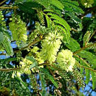 Саджанці Альбіції пучкоквіткової Лофанта (Albizia Lophantha) P9, фото 3