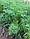 Насіння кропу Брум, 100 гр, кущового, фото 4