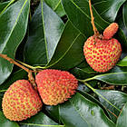 Саджанці Лічі (око дракона або китайська слива) (Litchi Chinensis) P9, фото 2