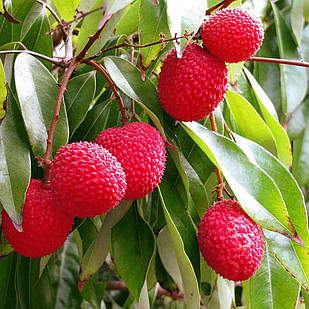 Саджанці Лічі (око дракона або китайська слива) (Litchi Chinensis) P9