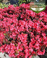 Azalea japonica 'Maruschka', Азалія японська 'Марушка',C2 - горщик 2л