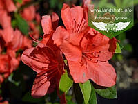 Azalea japonica 'Signalgluhen', Азалія японська 'Сігналглюхен',C2 - горщик 2л