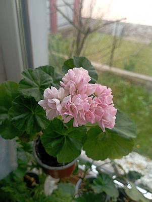 Пеларгония лимонная - купить недорого на Prom.ua: цены, акции и отзывы ...