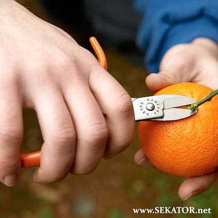 Ножиці для збору врожаю Manzana / Манзана М01-AM, INOX/ 14 см (Іспанія), фото 3
