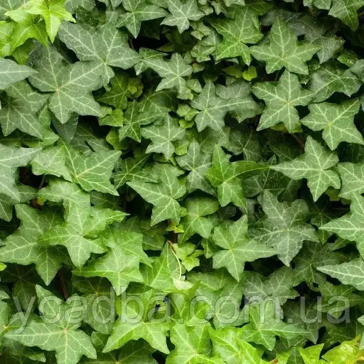 Плющ звичайний Хедера Хеликс Hedera helix 33 (горщик 0,5л)