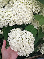 Гортензия древовидная сорт "Анабель" (Hydrangea arborescens Annabelle ), саженец 4 года