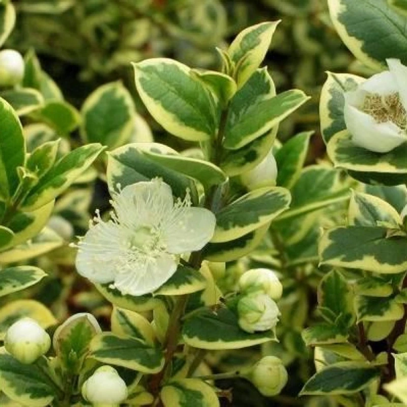 Саджанці Мірта звичайного строкатого Варієгатного (Myrtus communis Variegata) P9