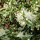 Саджанці Мірта звичайного строкатого Варієгатного (Myrtus communis Variegata) P9, фото 2