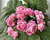 Пеларгонія Princess Philippa, фото 2