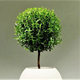 Саджанці Мірта дрібнолистного (Myrtus Microphylla) P9