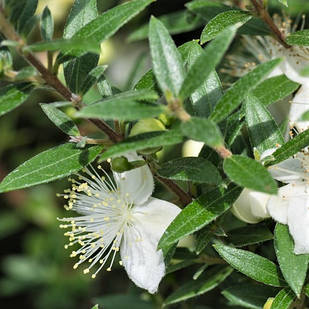 Саджанці Мірта дрібнолистного (Myrtus Microphylla) P9