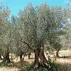 Саджанці Оливи Європейської (Oliva Europaea), оливкове дерево P9, фото 2