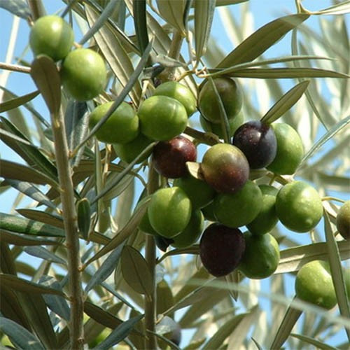 Саджанці Оливи Європейської (Oliva Europaea), оливкове дерево P9