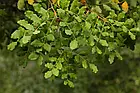 Саджанці Рожкового дерева або Кероба (Ceratonia Siliqua) P9, фото 4