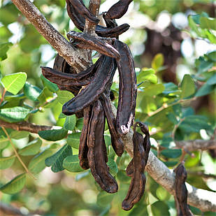 Саджанці Рожкового дерева або Кероба (Ceratonia Siliqua) P9