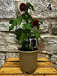 Абутілон. Кімнатний клен. 
Abutilon., фото 3