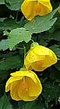 Абутілон. Кімнатний клен. 
Abutilon., фото 6