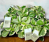 Пеперомія Variegata. Пеперомія Obtusifolia USA variegata.