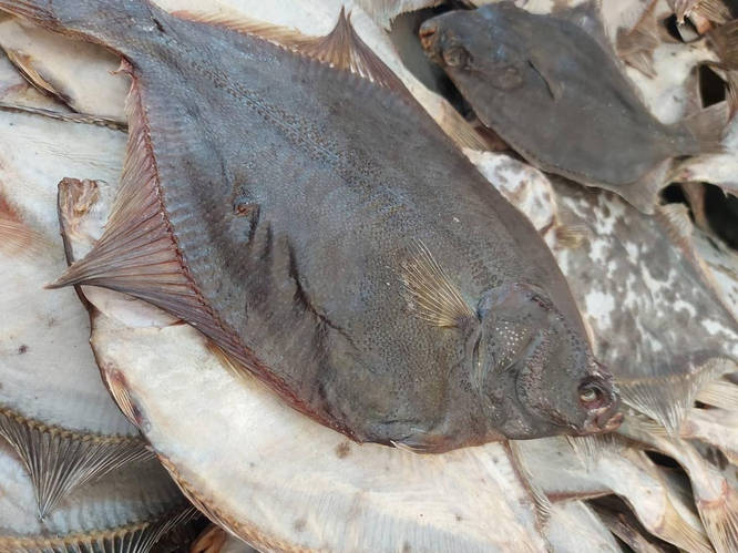 Купить Камбала глосса вяленая, (глоська) черноморская, 7-10шт\кг, цена ...