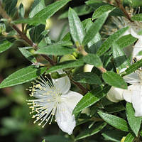Саджанці Мірта дрібнолистного (Myrtus Microphylla)