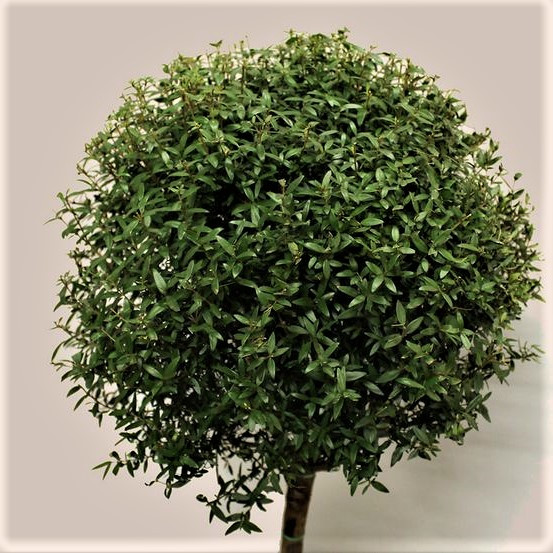 Саджанці Мірта дрібнолистного (Myrtus Microphylla) P9 - фото 3 - id-p1849207061