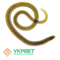 Тест-система для визначення трихінелезу (Trichinellosis)